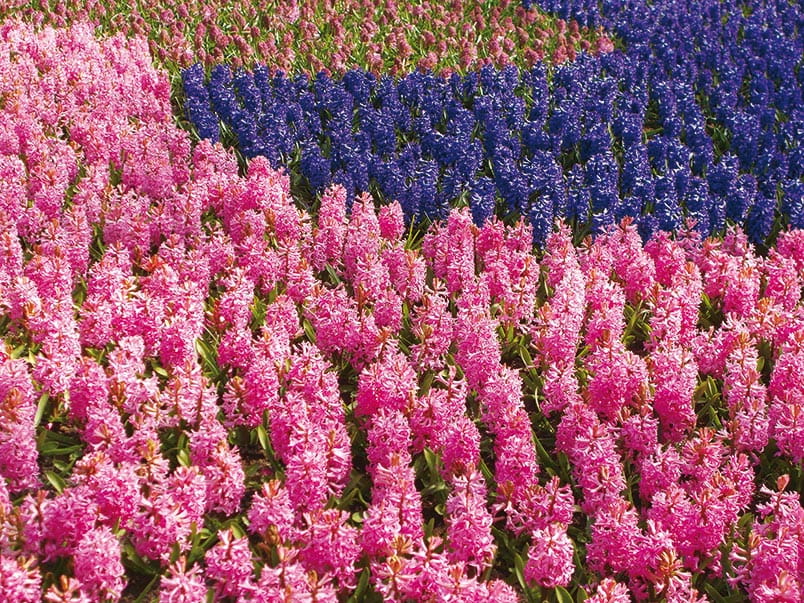 Pink and purple hyacinths in the Keukenhof Gardens in Lisse, Netherlands